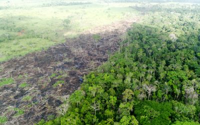 Allarme Amazzonia: rilascia più CO2 di quanta ne assorba