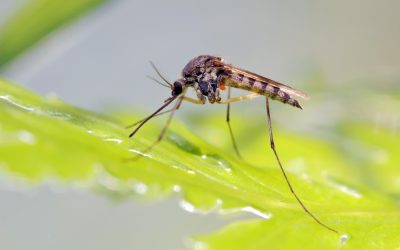 Nella sfida plurimillenaria tra uomo e malaria si avvicina la vittoria