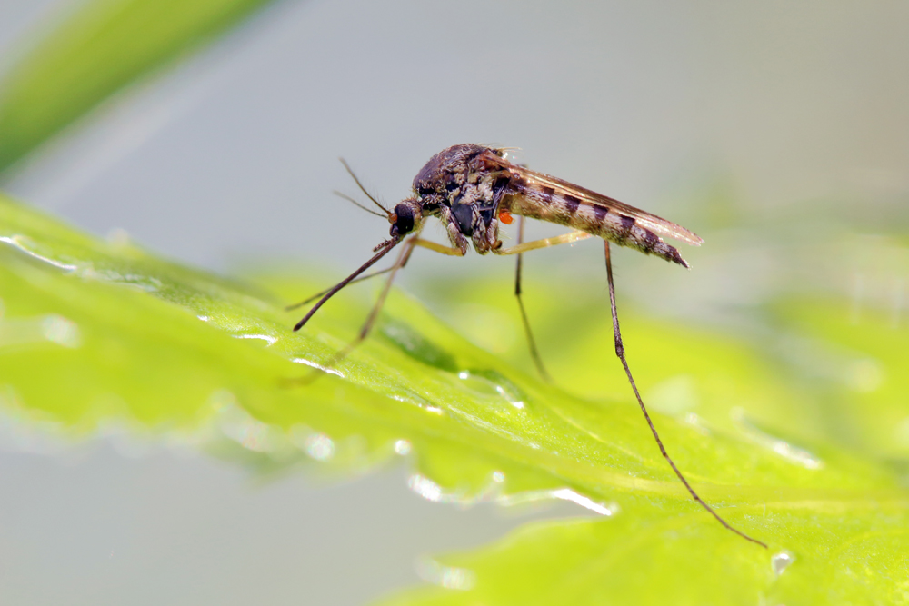 Nella sfida plurimillenaria tra uomo e malaria si avvicina la vittoria