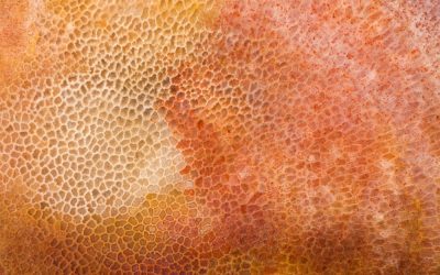 Ecco i fossili che potrebbero riscrivere la storia della vita animale sulla Terra