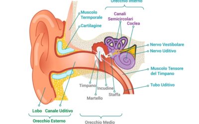 Evoluzione delle ossa dell’orecchio negli antenati dei mammiferi: la staffa