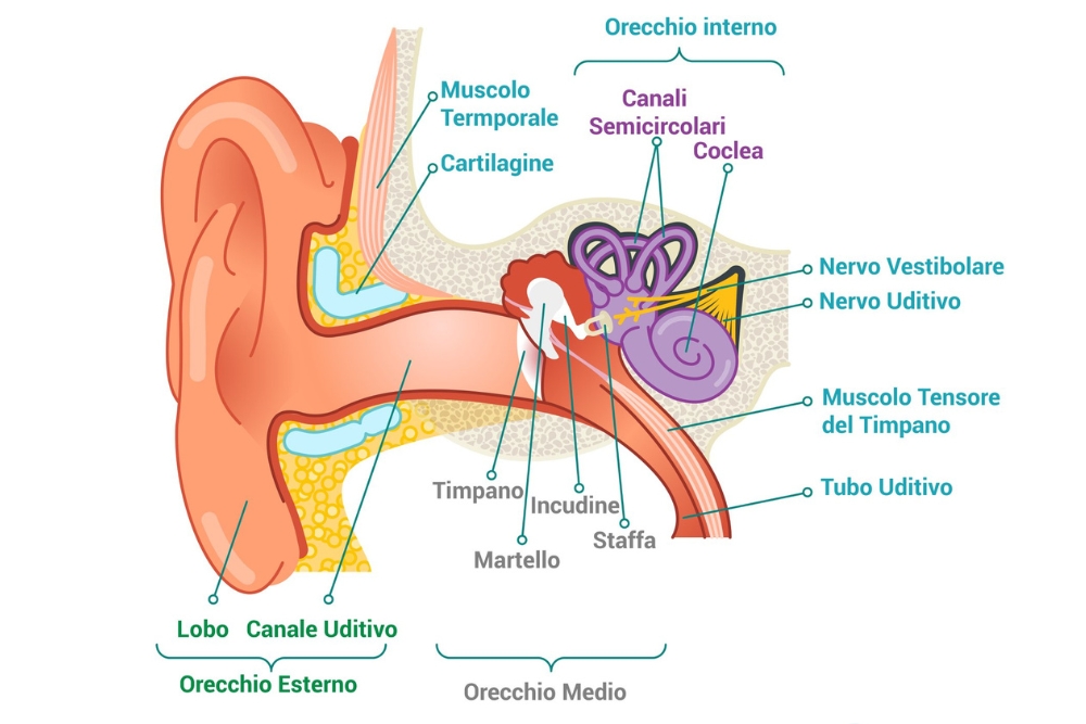 udifarm evoluzione orecchio staffa