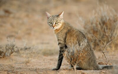 Gli animali con l’udito più sviluppato