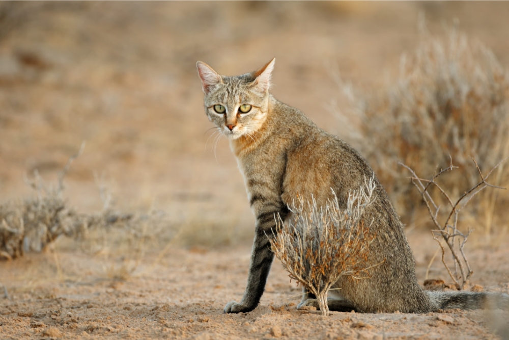 animali udito migliore